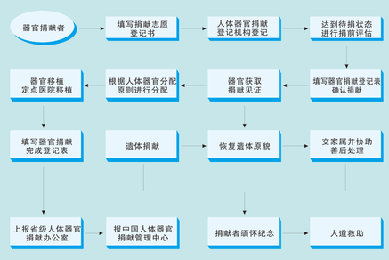 人体器官捐献流程